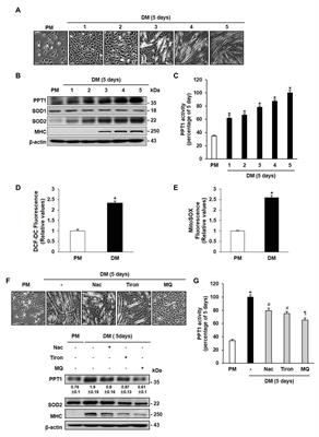 Palmitoyl Protein Thioesterase 1 Is Essential for Myogenic Autophagy of C2C12 Skeletal Myoblast